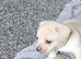 Frenchie cross Jack Russell pups for sale