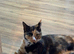 8 month old calico kitten