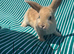 Baby boy bunnies still available