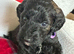 Merle labradoodles