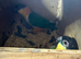 Pair of Black headed caiques