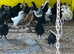 Pullets for sale
