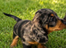 Stunning dachshund puppy
