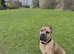 Cane Corso Puppies &ndash; 1 female left!
