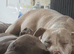 Staffy x American bulldog