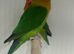 Stunning Various Young Lovebirds