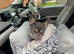 Male French Bulldog