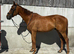 Alfie! 16.2hh 6 year old gelding!