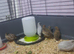 8wk old Chinese Painted quail (Button Quail)
