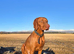 Hungarian Wirehaired Vizsla Puppies