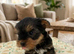 Yorkshire terrier puppy&rsquo;s