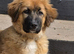 Rare Highland Shepherd Puppies Alabai Cross