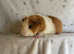 Teddy baby Guineapigs 1 male 2 female