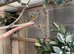 Goldfinch mule