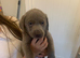 Silver Labrador puppies ready for new homes