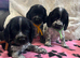 Stunning show type cocker spaniel puppies