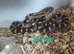 Caramel corn snake het palmetto