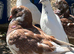 King Pigeons for Sale