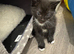 Litter of four beautiful kittens