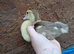 Muscovie ducklings available