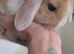 Buck mini lop