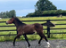 ""Registered Irish Draught Exceptionally Well Bred " Bay Filly Young Sport Horse