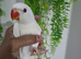 Baby hand-reared Indian ring necks for sale white albino and green available