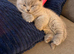 British blue kittens