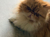 Exotic Persian kittens