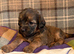 Gorgeous happy Doodle puppies