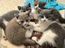 British shorthair kitten