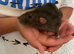 Two Hand Tame Young Rats With Cage