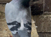 QUALITY RACING PIGEON
