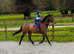 Louie 5 year old thoroughbred