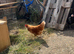 POL hens D'anvers pullets and cockerel