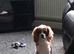 King Charles for sale
