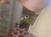 Crimson bellied conure and cage £300