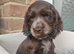 ️ READY NOW KC Chocolate Show Type Cocker Puppies️