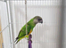 Baby Senegal with new cage