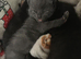 British shorthair x