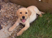 One 12 week male lab pup and one female 10 weeks