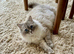 Stunning 4-Year-Old Blue Lynx Point Ragdoll
