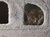 *Pedigree BSH Babies*DNA Health Tested Parents*