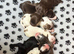 KC STUNNING SHOW TYPE COCKER SPANIELS