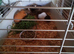 Three guinea pig girls for sale.