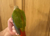 Silly Tame Conure Babies For Sale