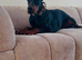 EUROPEAN MALE DOBERMAN