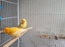 Canary