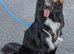 1 year old lovely border Collie x German shepherd