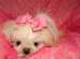 Gorgeous Babydoll KC Registered Korean Maltese Adult Girl